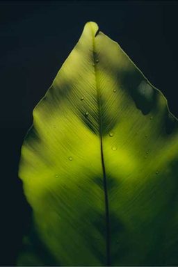 A luminous green tropical leaf with water droplets