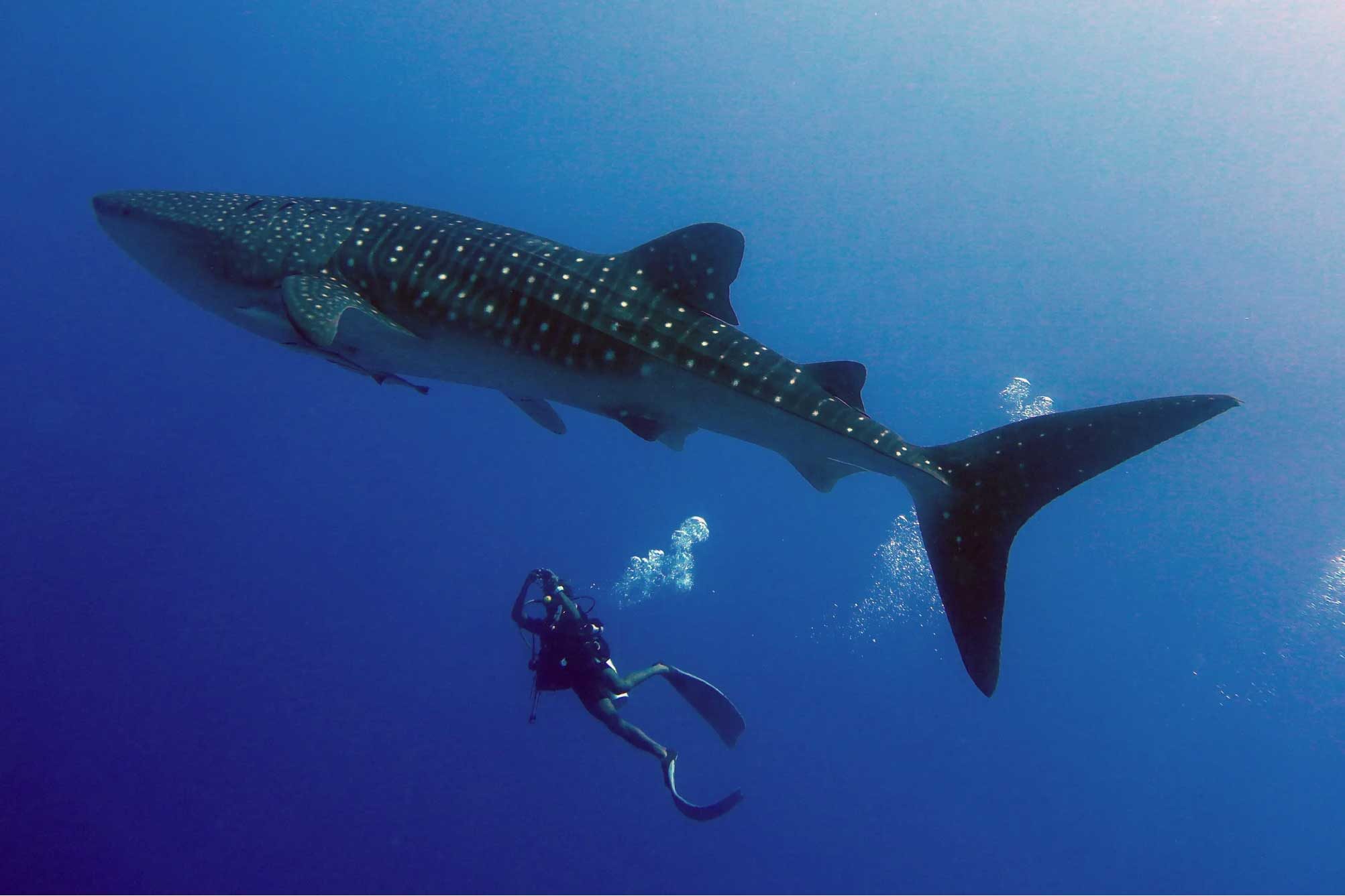 A diver swimming below a whale shark in clear blue water