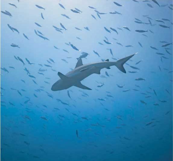 Shark swimming through a school of fish underwater