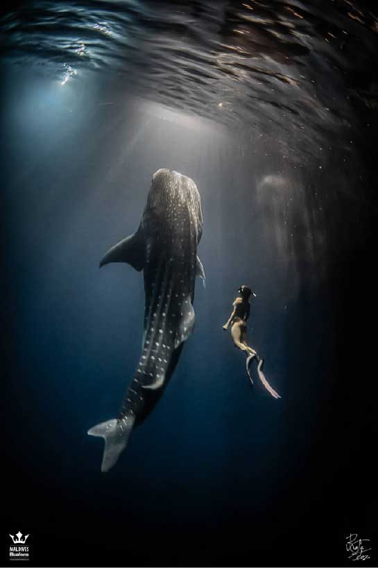A freediver swimming beside a whale shark beneath sunlit water