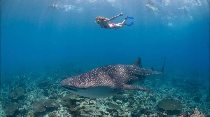 A snorkeler floating above a whale shark over coral