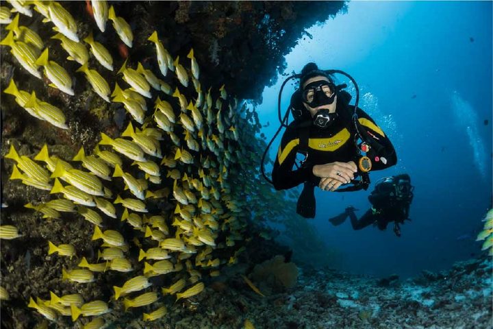 A diver beside a wall of yellow reef fish