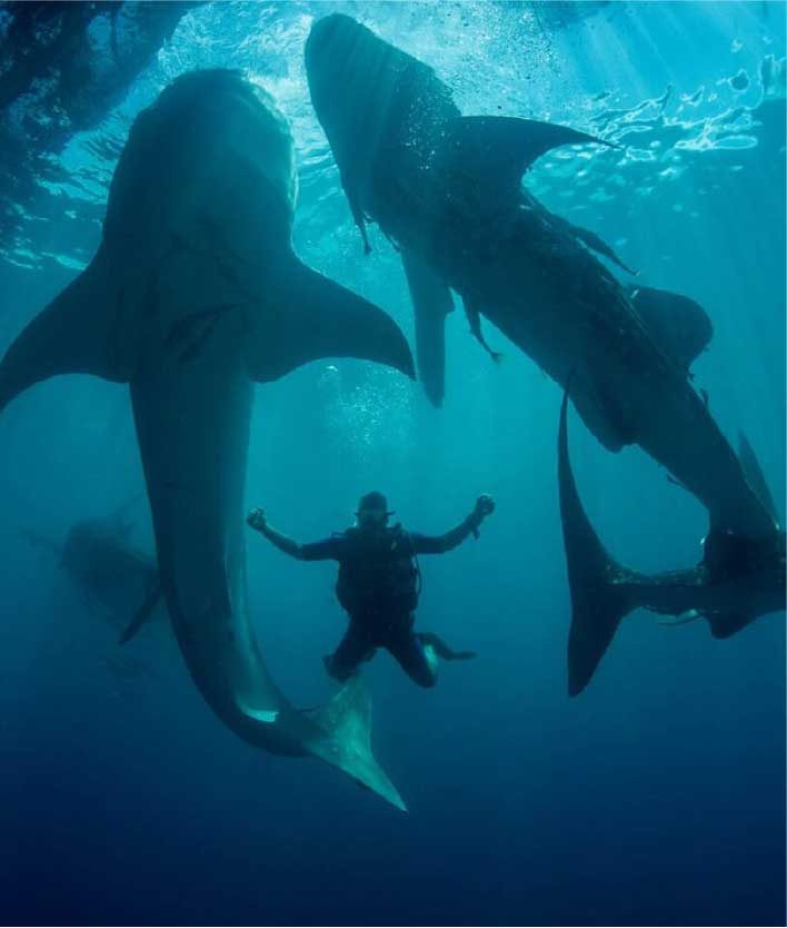 Diver swimming below whale sharks in blue water