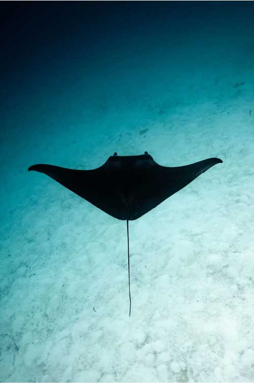 A manta ray gliding above a pale sandy seabed
