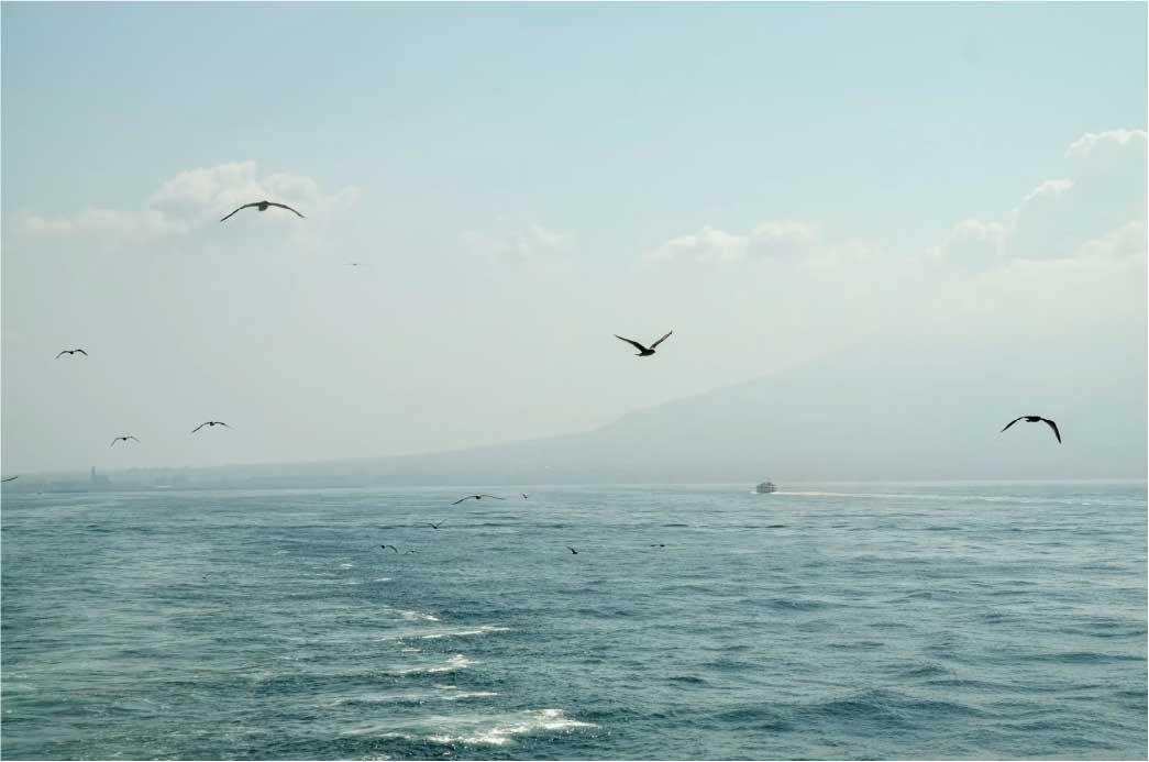 Open sea horizon with birds flying above the water