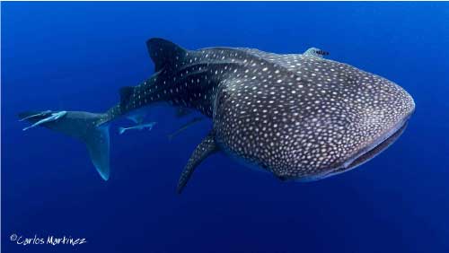 Whale shark in blue water
